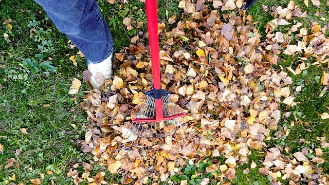 rake leaves